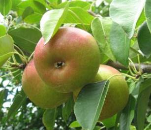 Ayers Pears